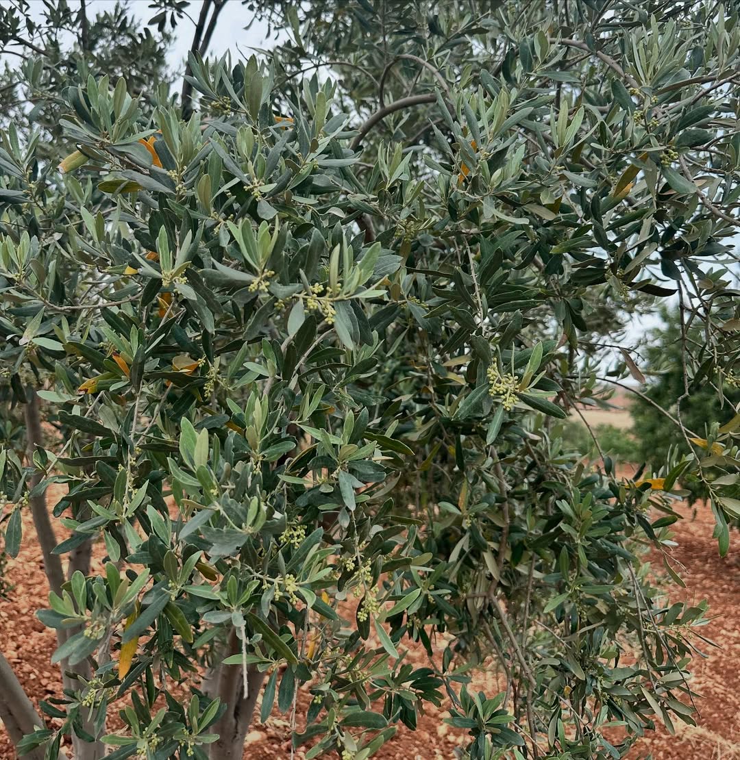 Mat Olea Zeytinyağları