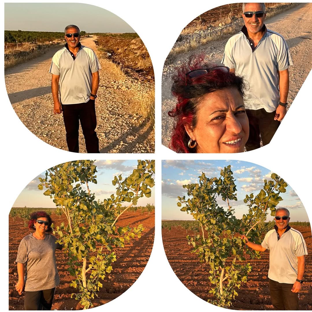 Mat Olea Zeytinyağları