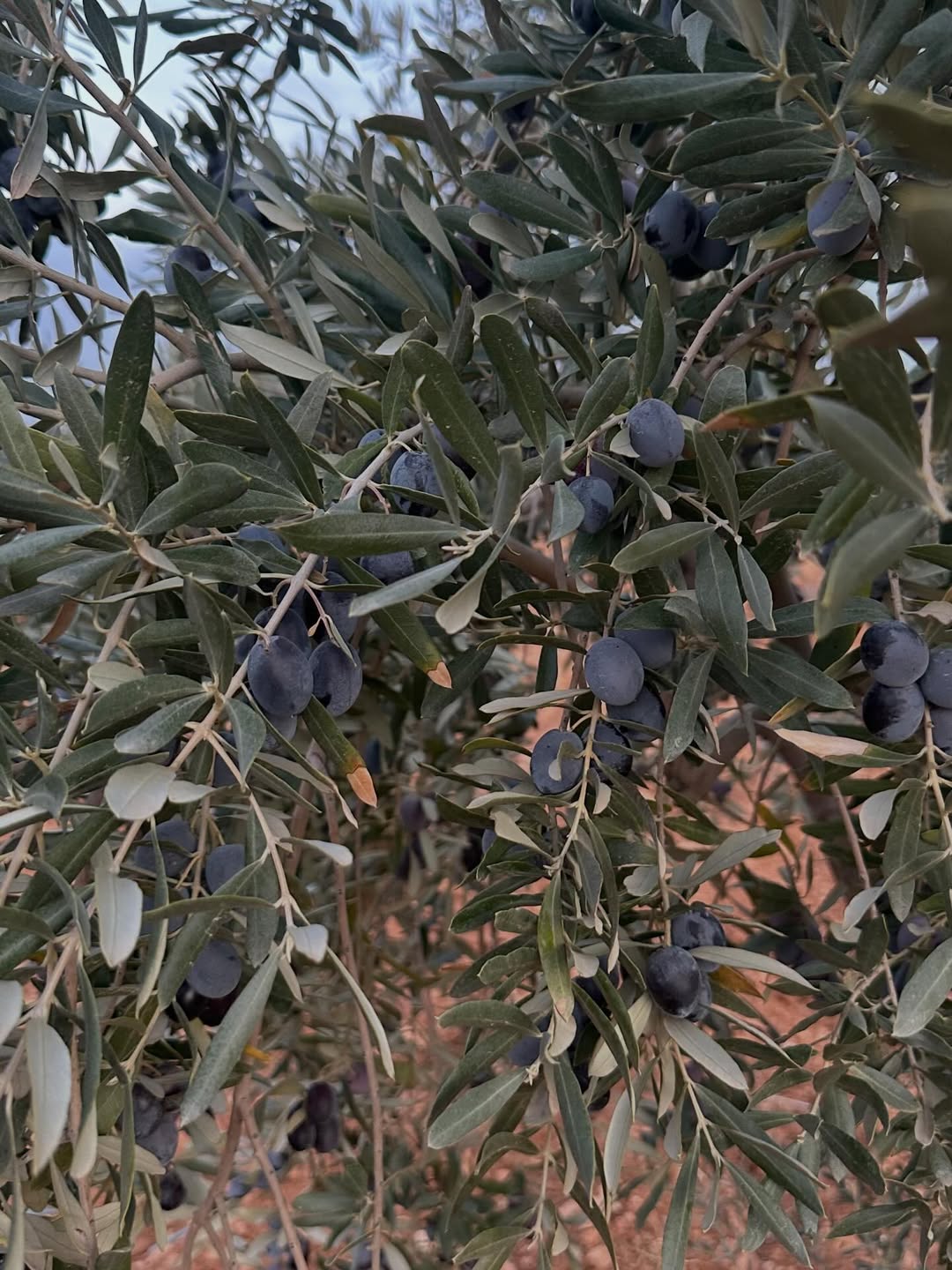 Mat Olea Zeytinyağları