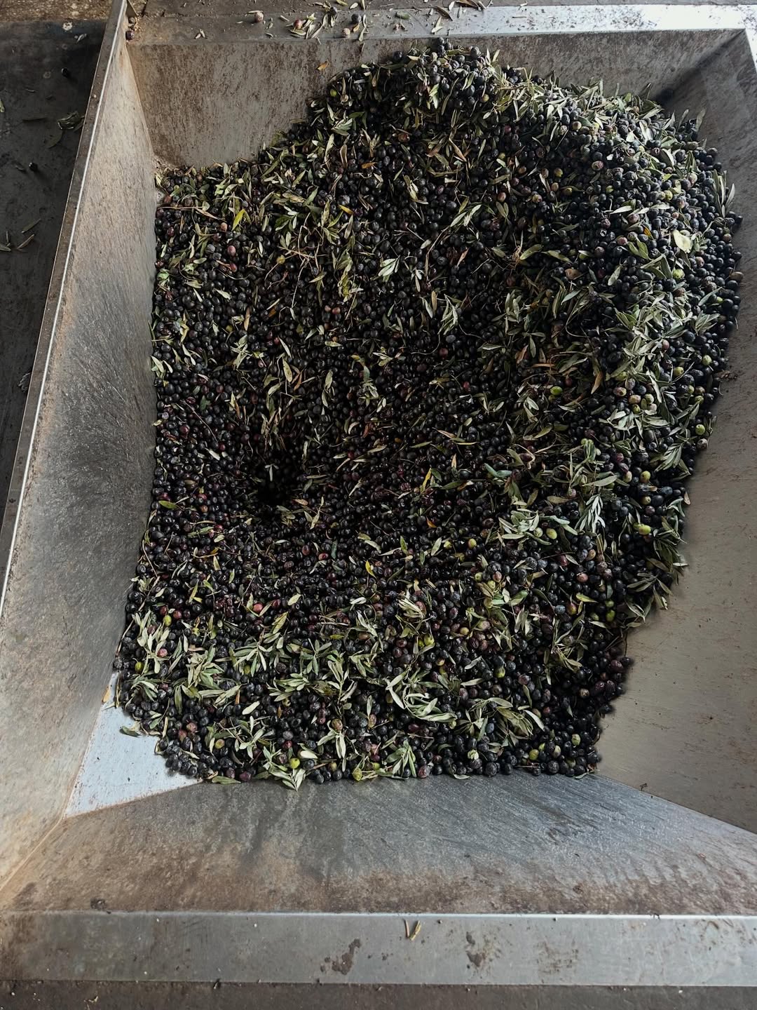 Mat Olea Zeytinyağları