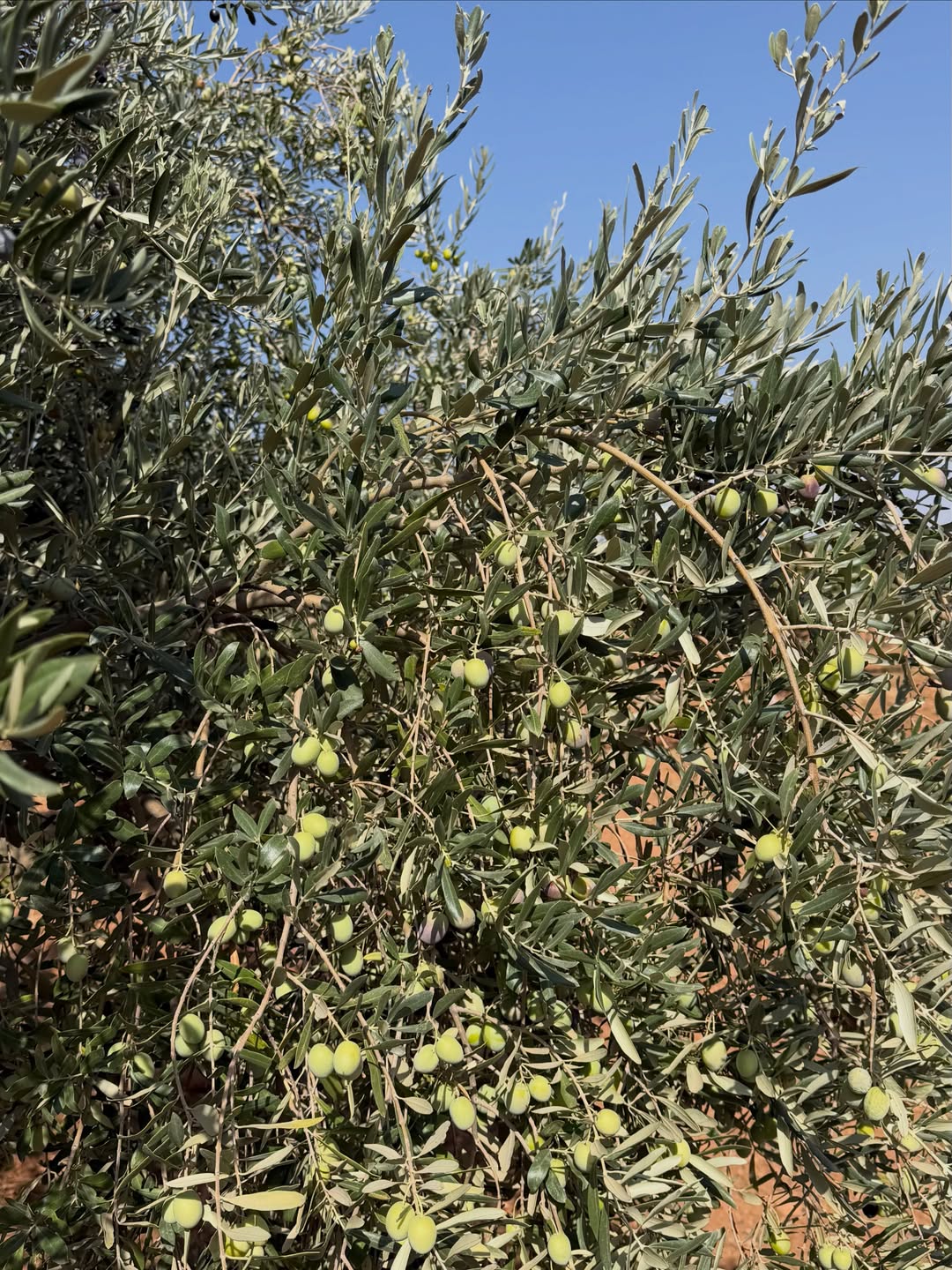 Mat Olea Zeytinyağları
